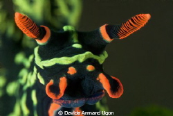 Velvet
 the first floor of nudibranch by Davide Armand Ugon 